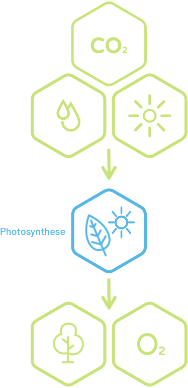 セルロースの自然な生成過程。